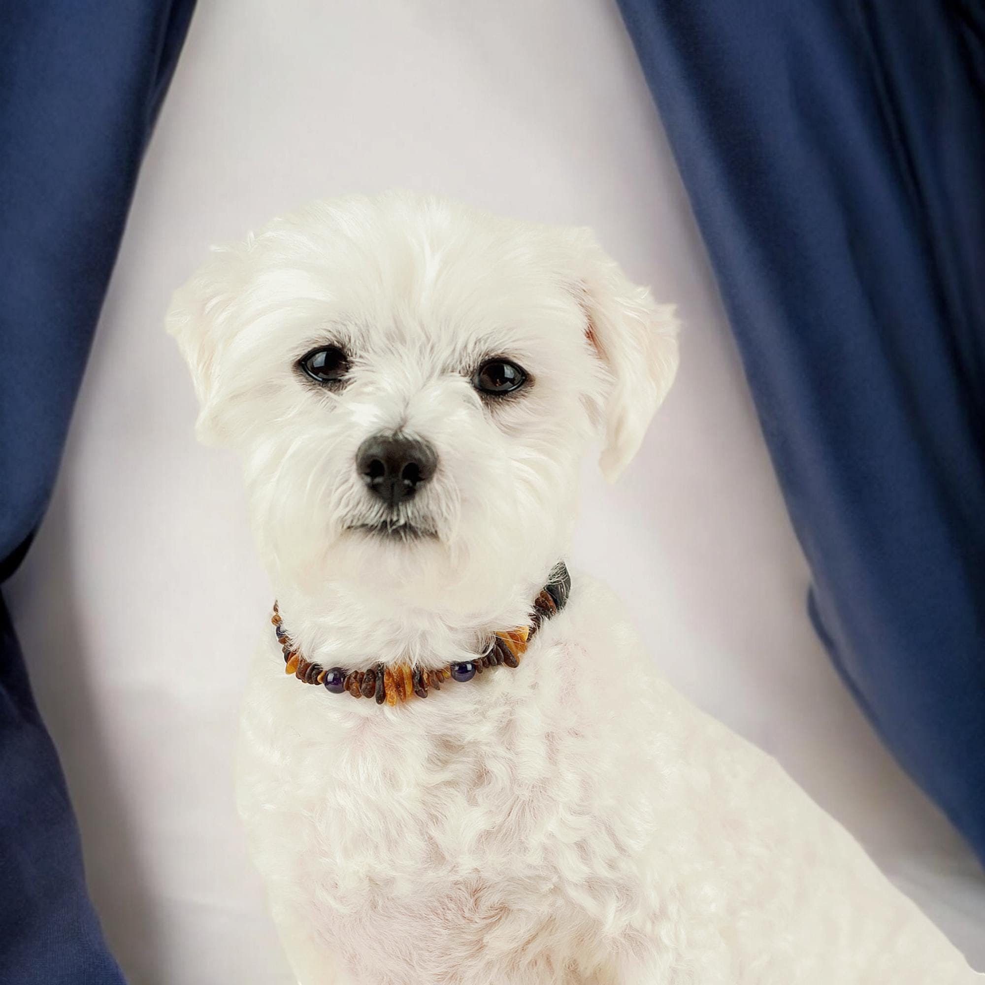 Amber Collar For Pets