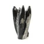 Orthoceras Fossil Sculpture