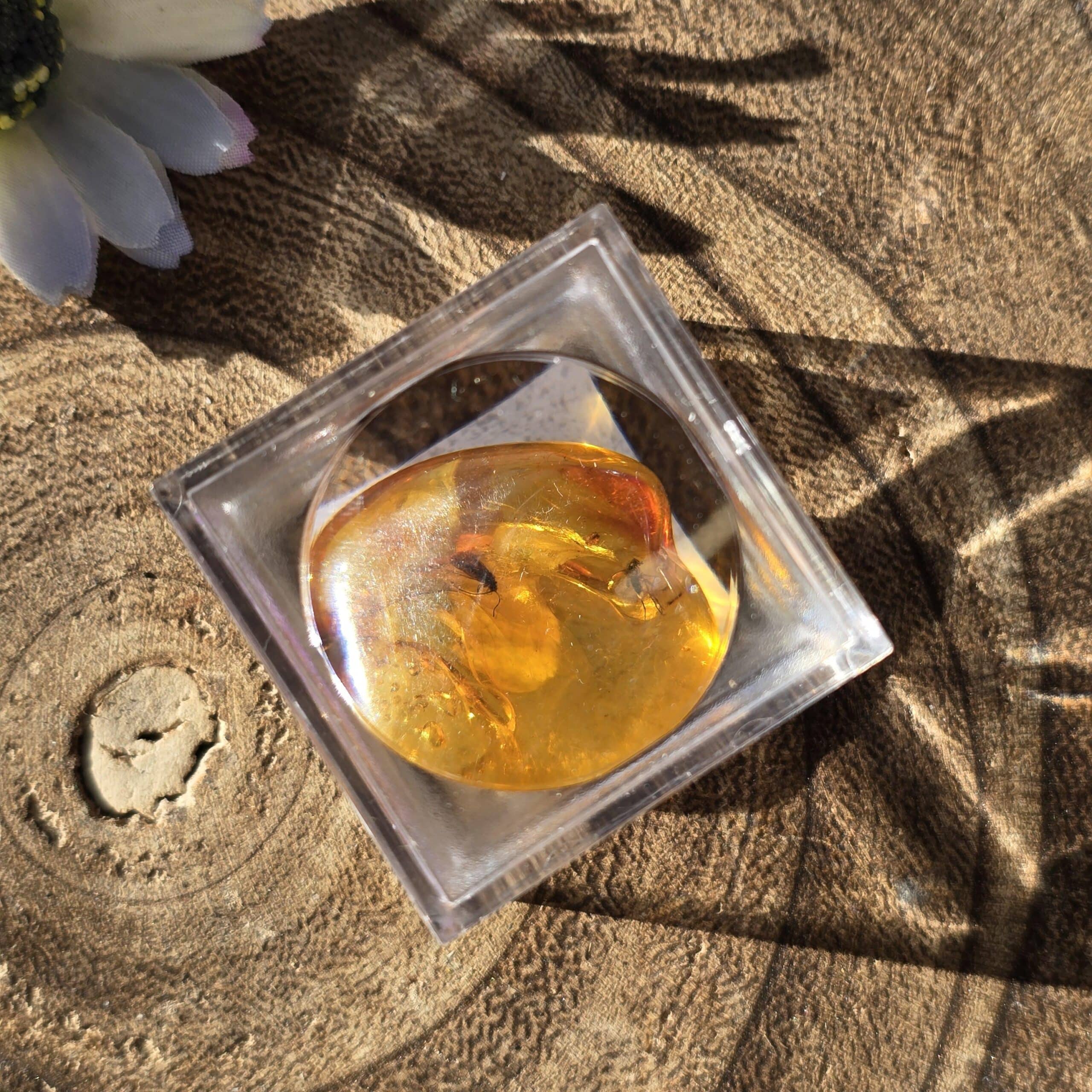 Amber with Insect Specimen Amber with Insect Specimen